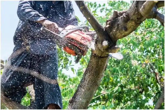 tree services Bluffview
